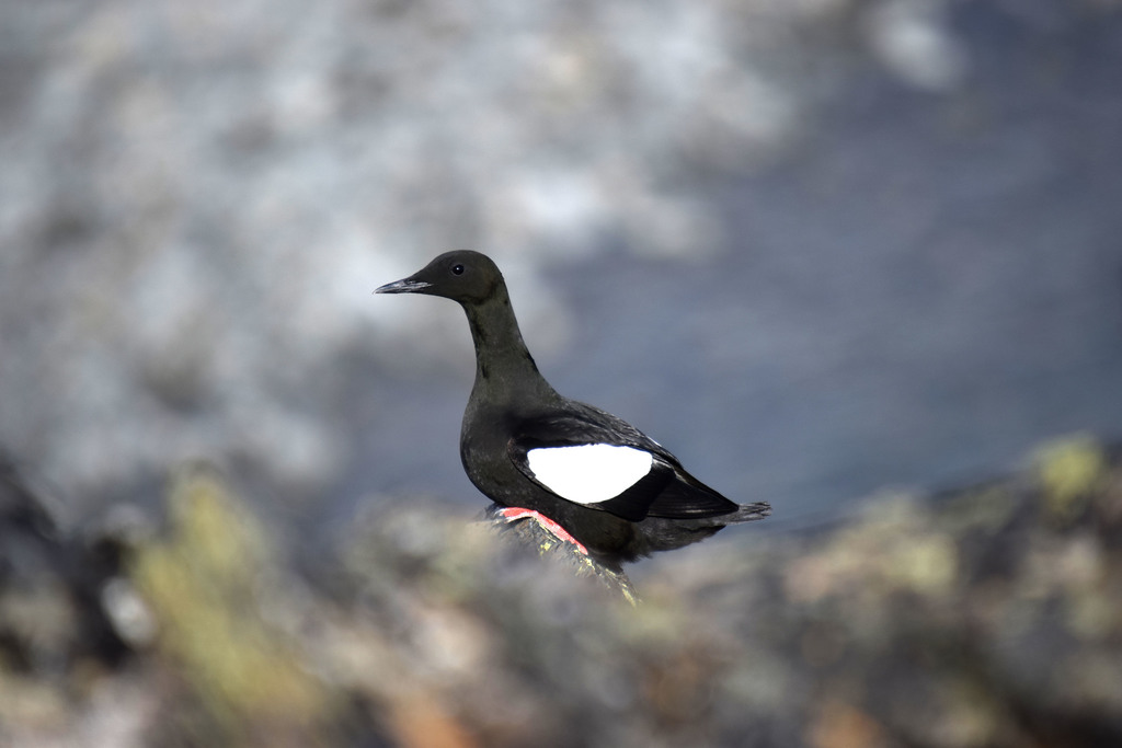 Black Guillemot