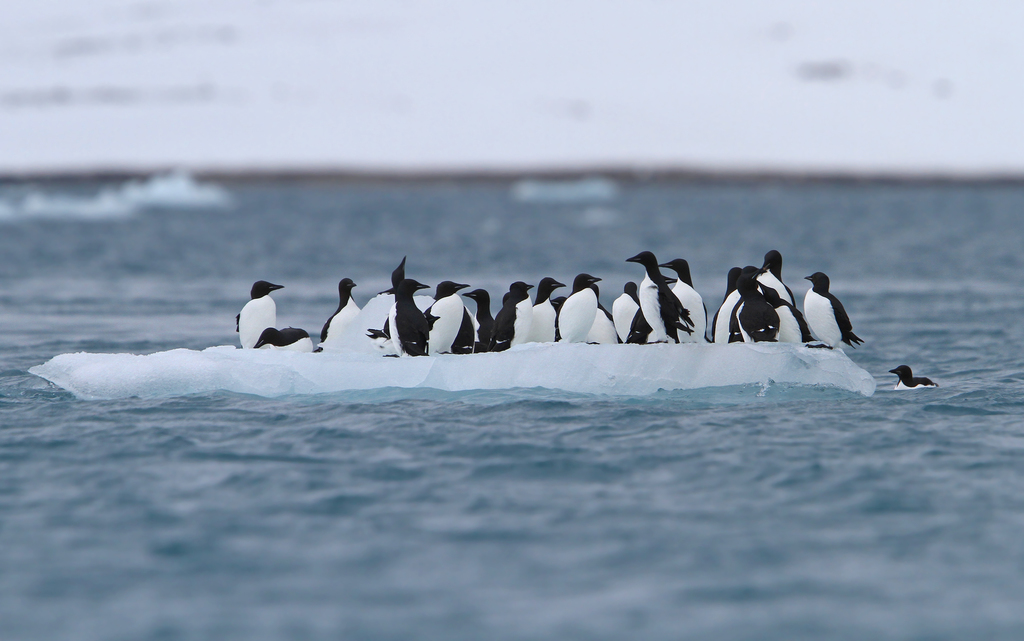 Thick-billed Murre
