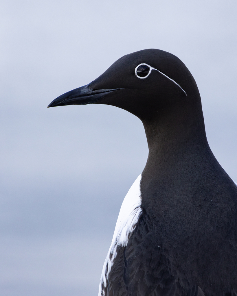 Common Murre