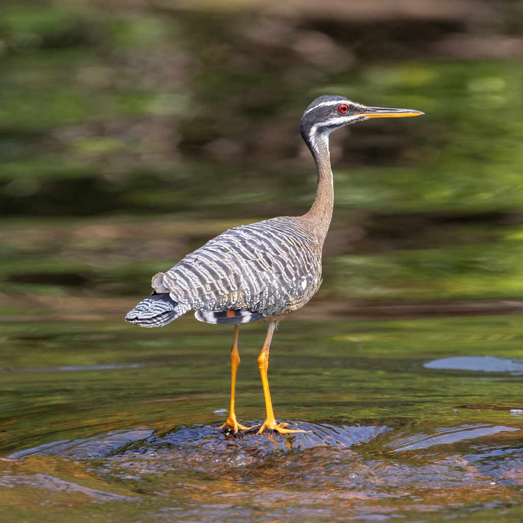 Sunbittern