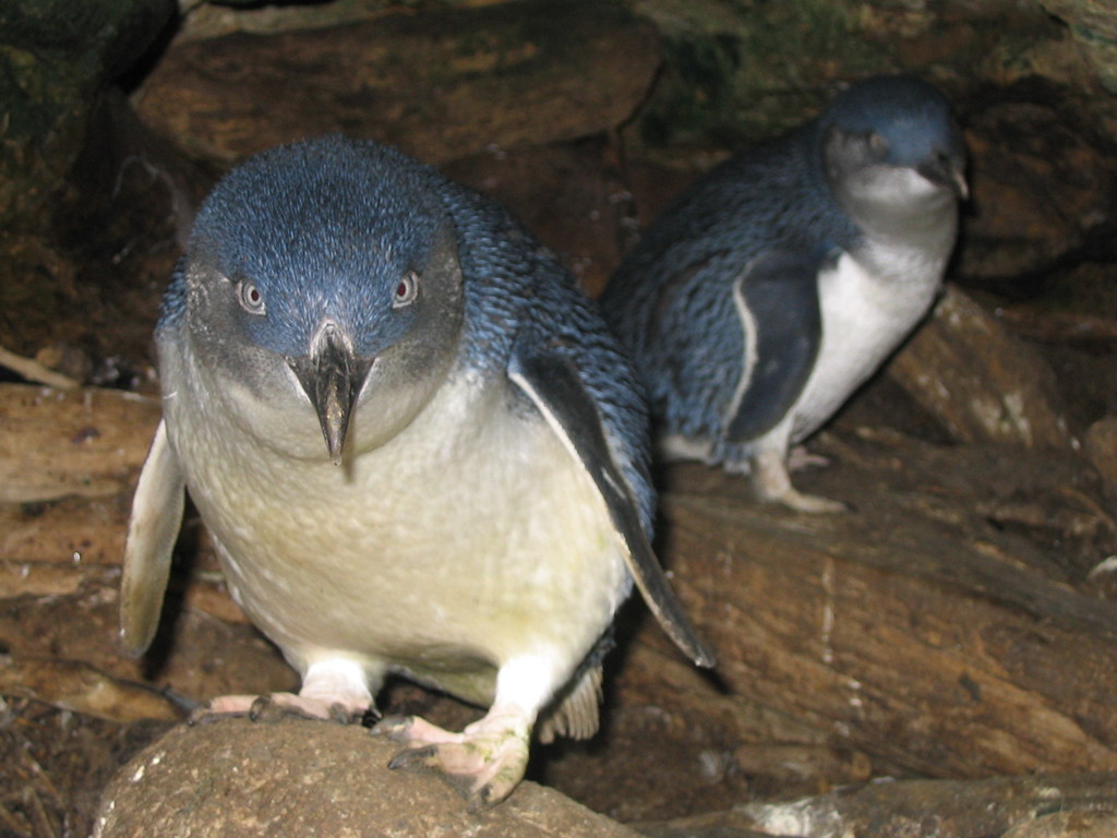 Little Penguin