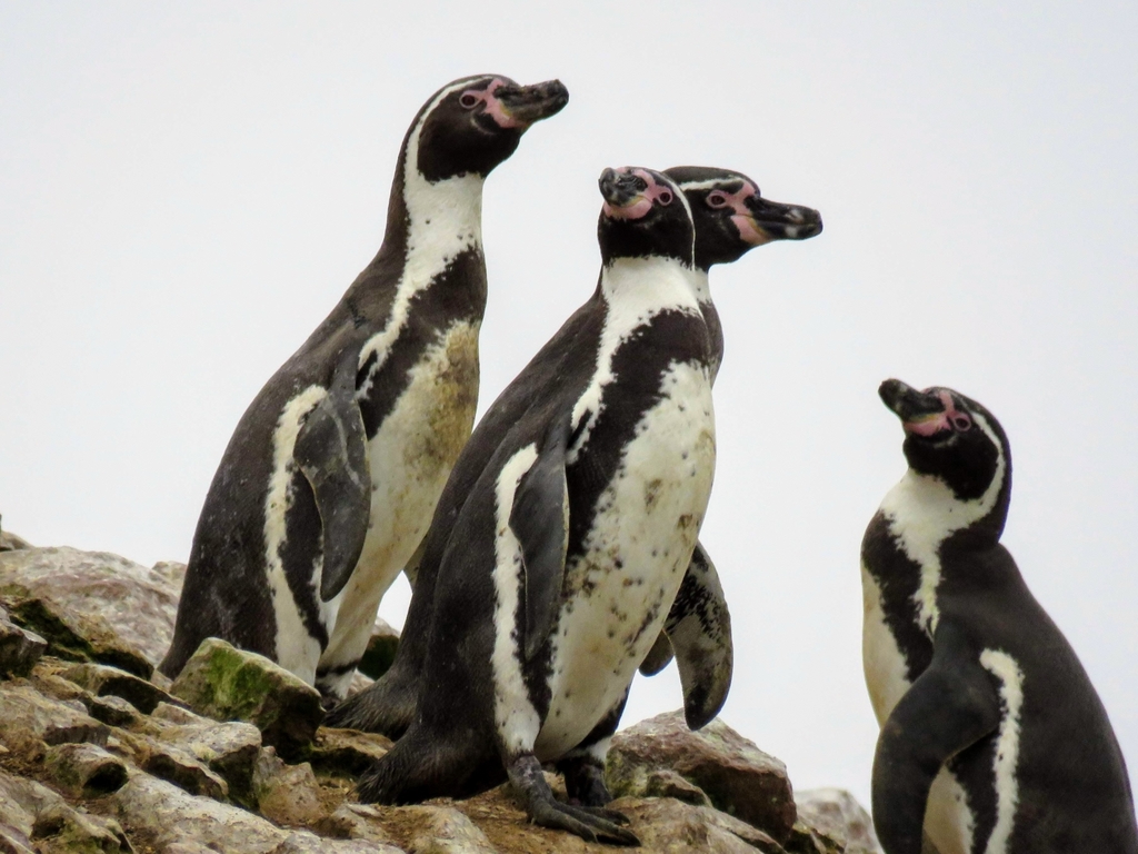 Humboldt Penguin