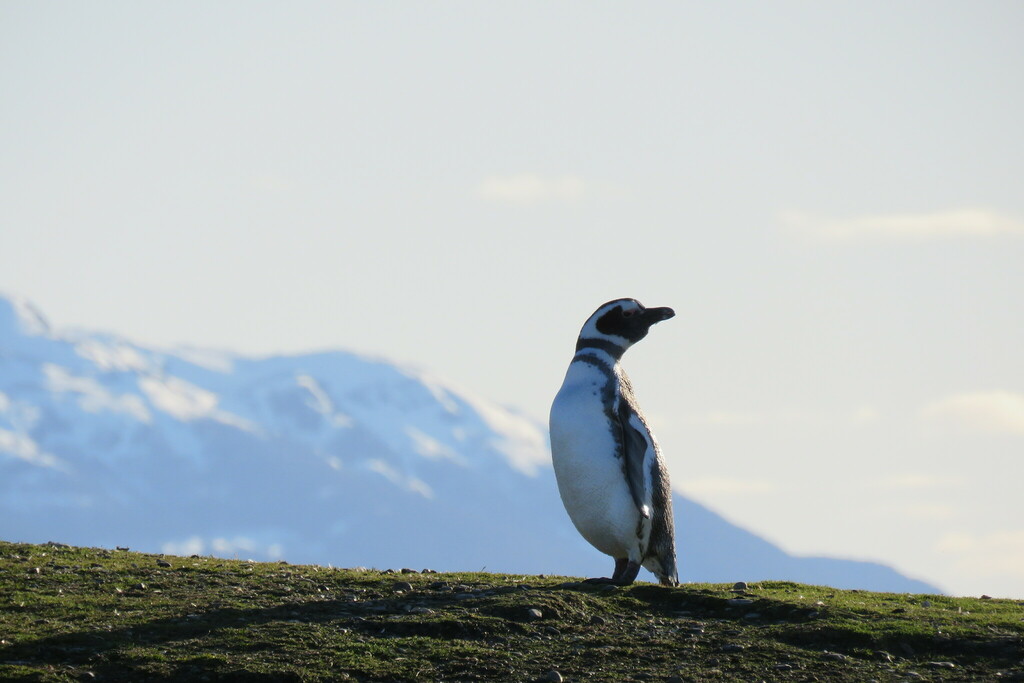 Magellanic Penguin