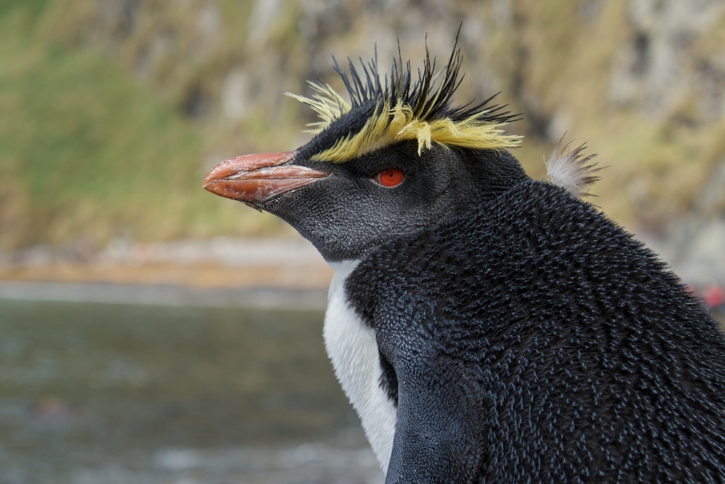 Northern Rockhopper Penguin
