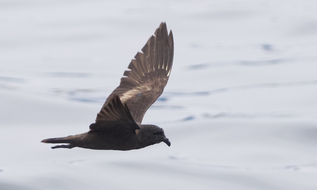 Black Storm Petrel