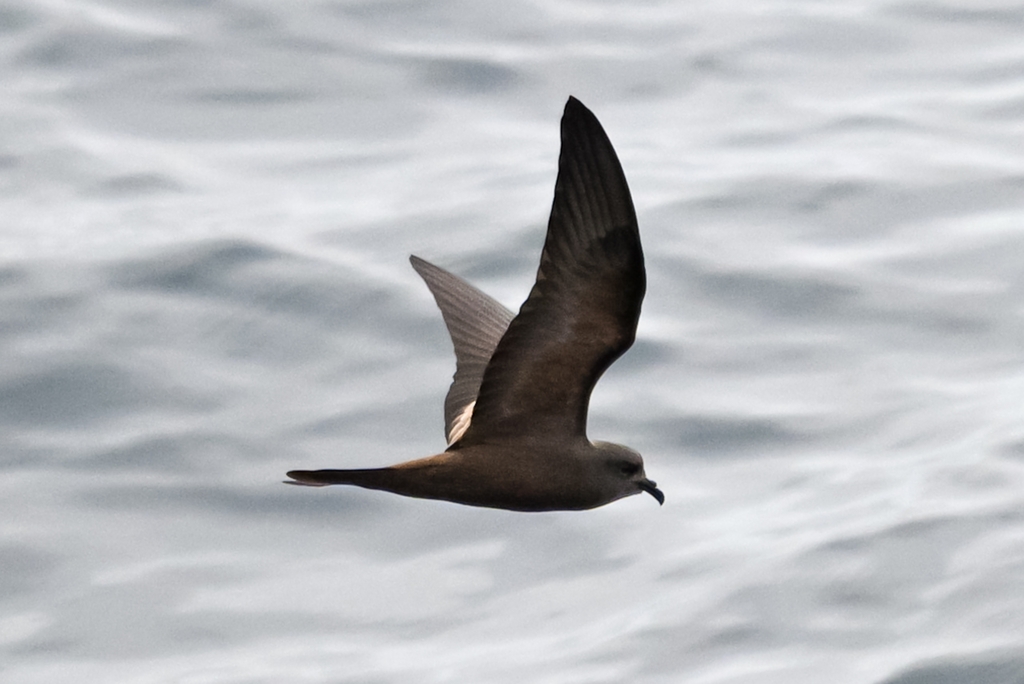 Markham’s Storm Petrel