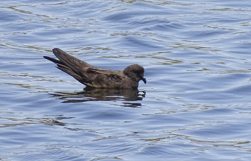 Least Storm Petrel