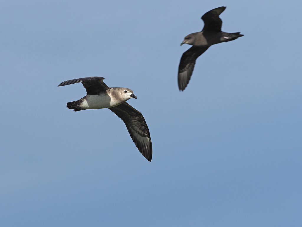 Kermadec Petrel