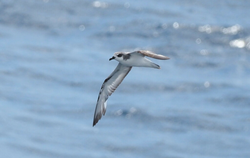 Masatierra Petrel