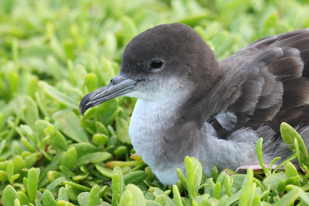 Wedge-tailed Shearwater