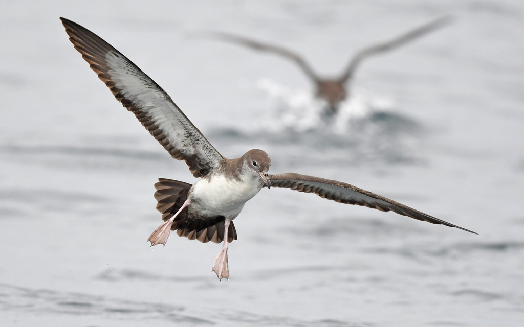 Pink-footed Shearwater