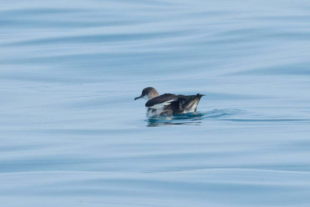 Yelkouan Shearwater