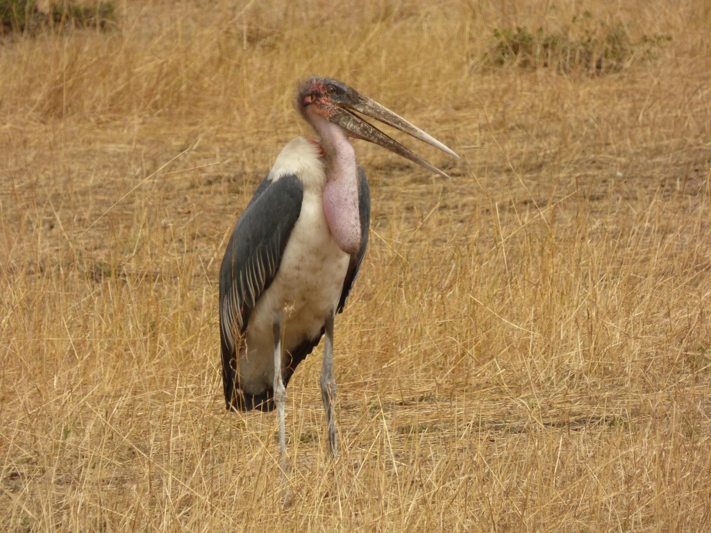 Marabou Stork