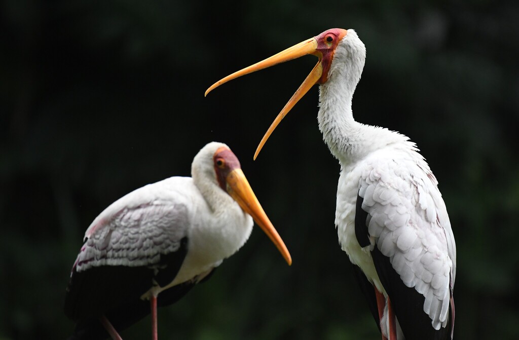 Yellow-billed Stork