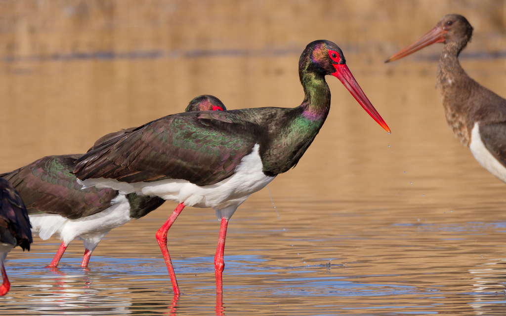 Black Stork