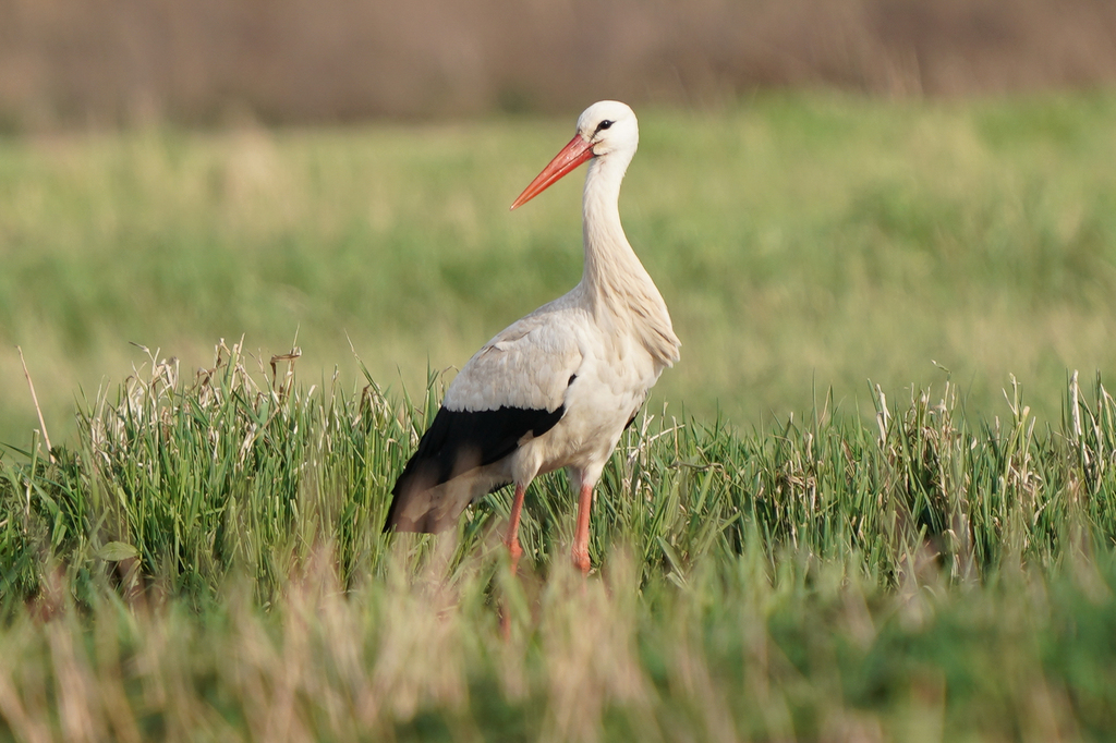 White Stork