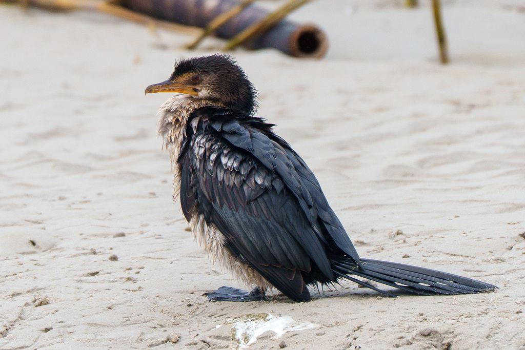 Reed Cormorant