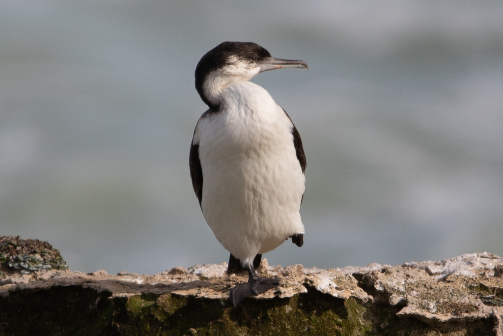 Black-faced Cormorant