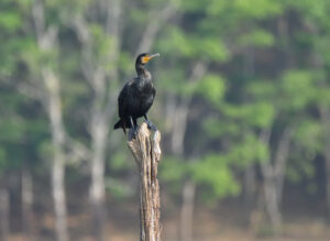 Great Cormorant