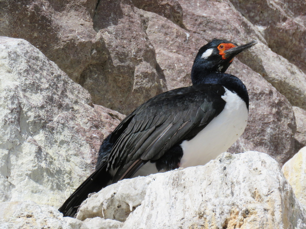 Rock Shag