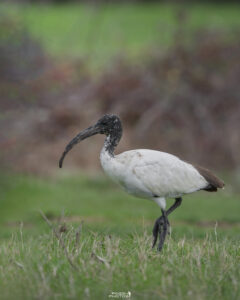 African Sacred Ibis