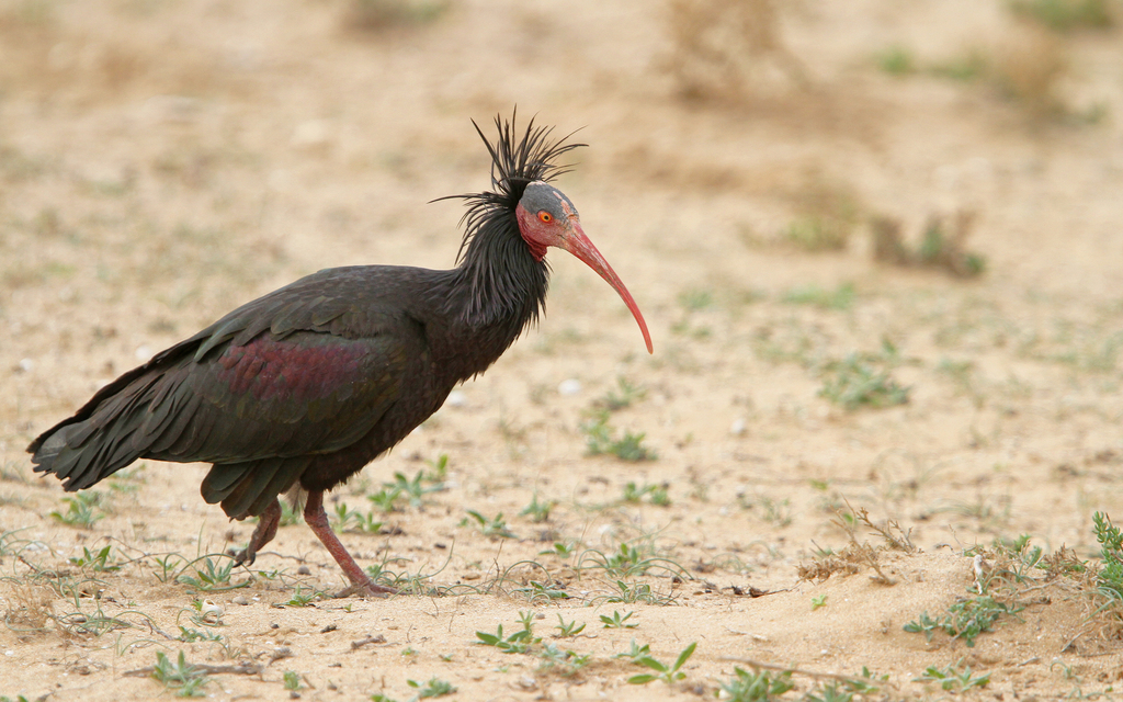 Northern Bald Ibis