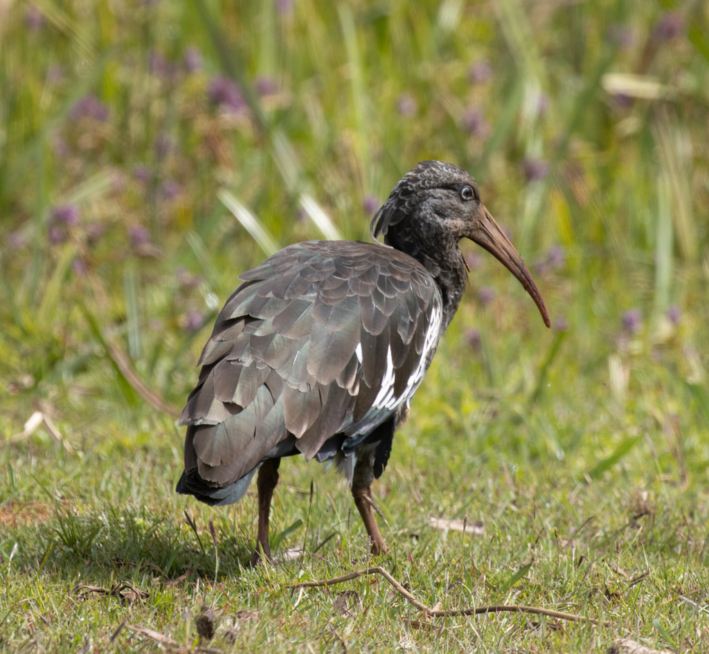 Ibis Carunculado
