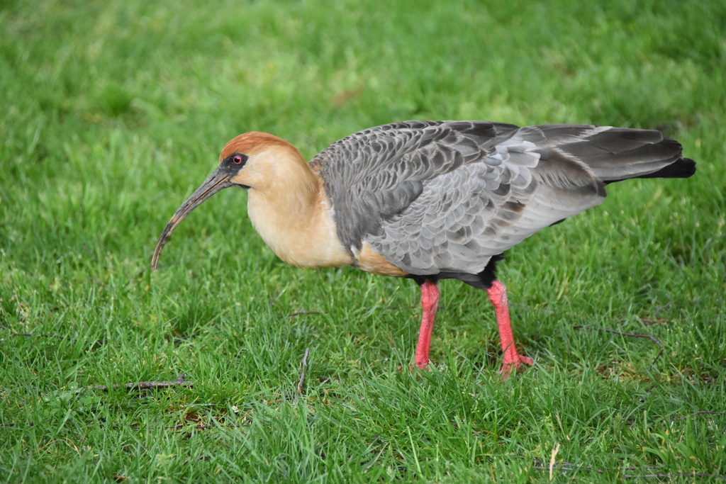 Black-faced Ibis