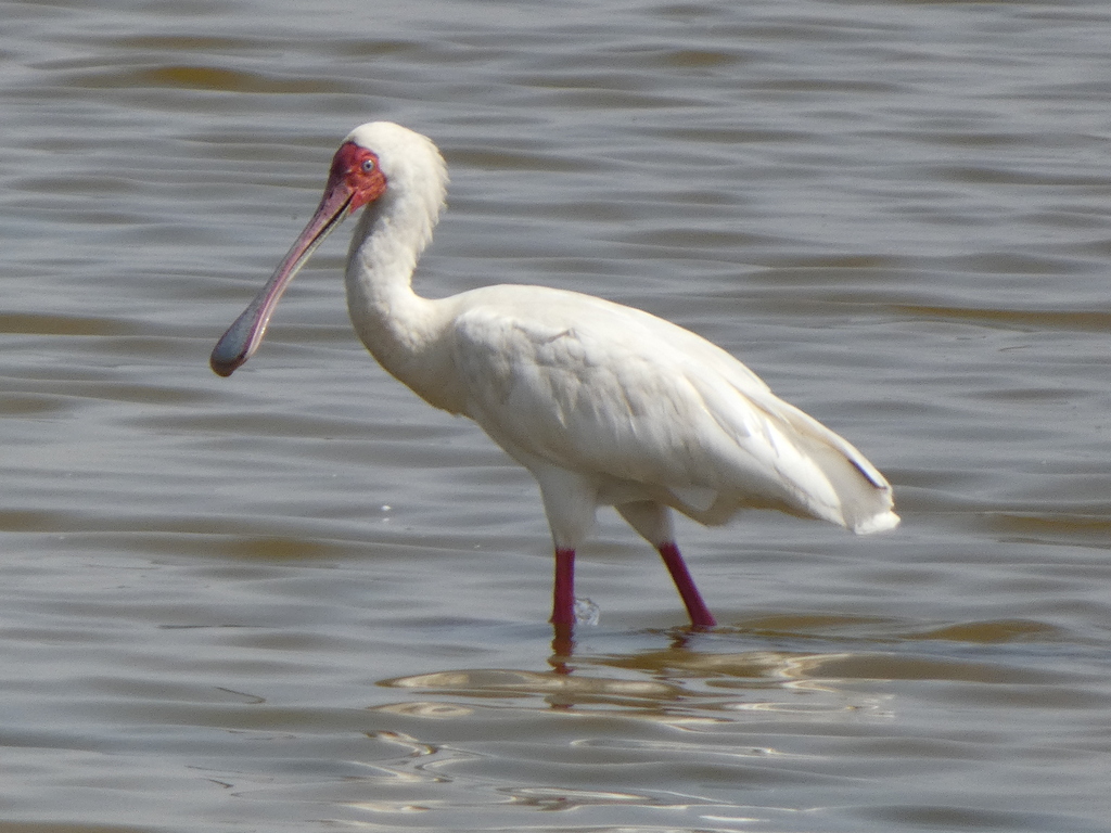 African Spoonbill