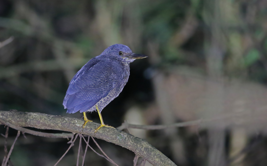 Zigzag Heron