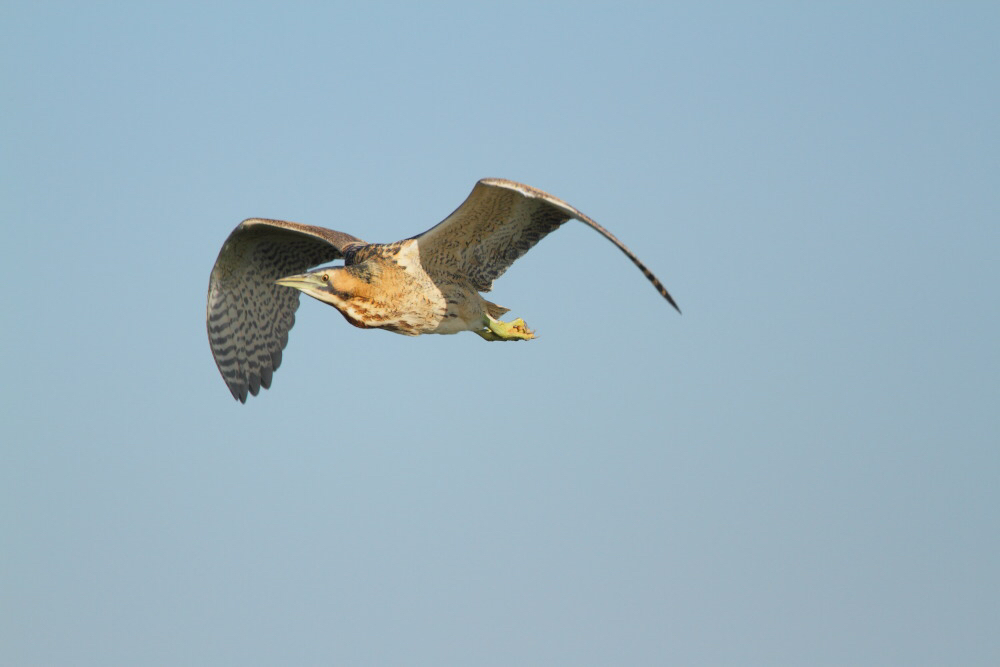 Eurasian Bittern