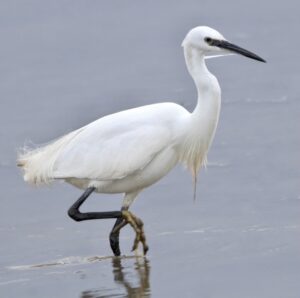 Little Egret