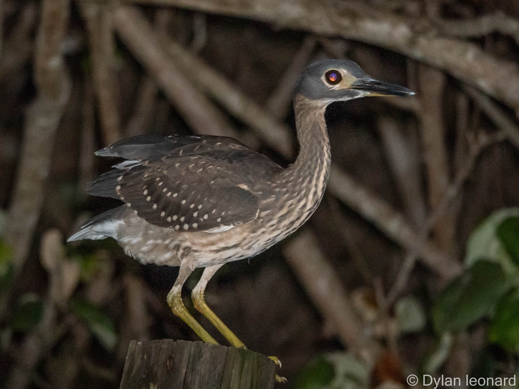 White-backed Night Heron