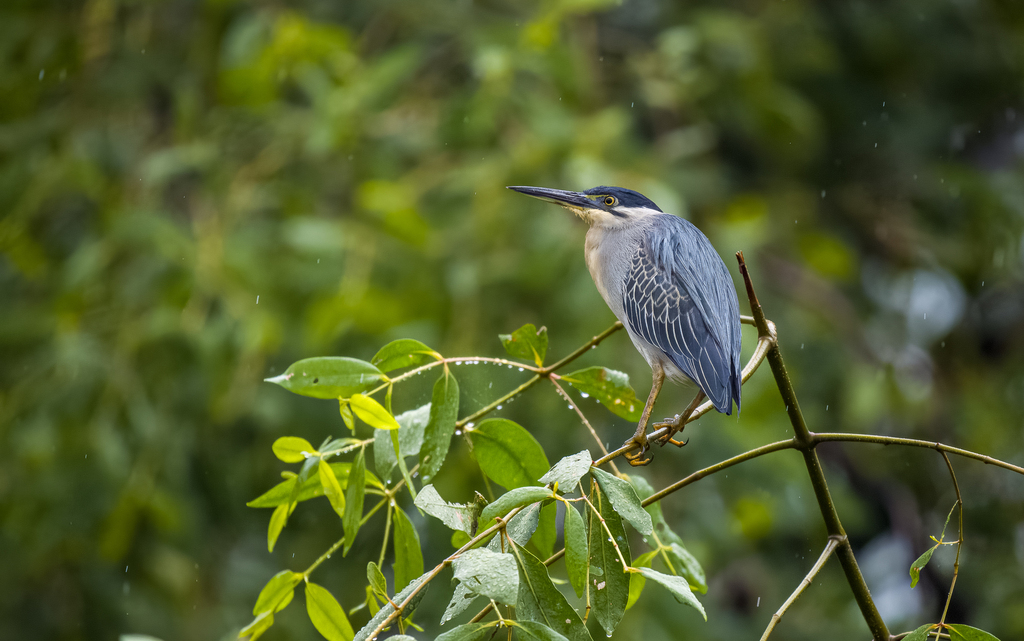 Little Heron