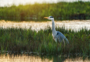 Grey Heron