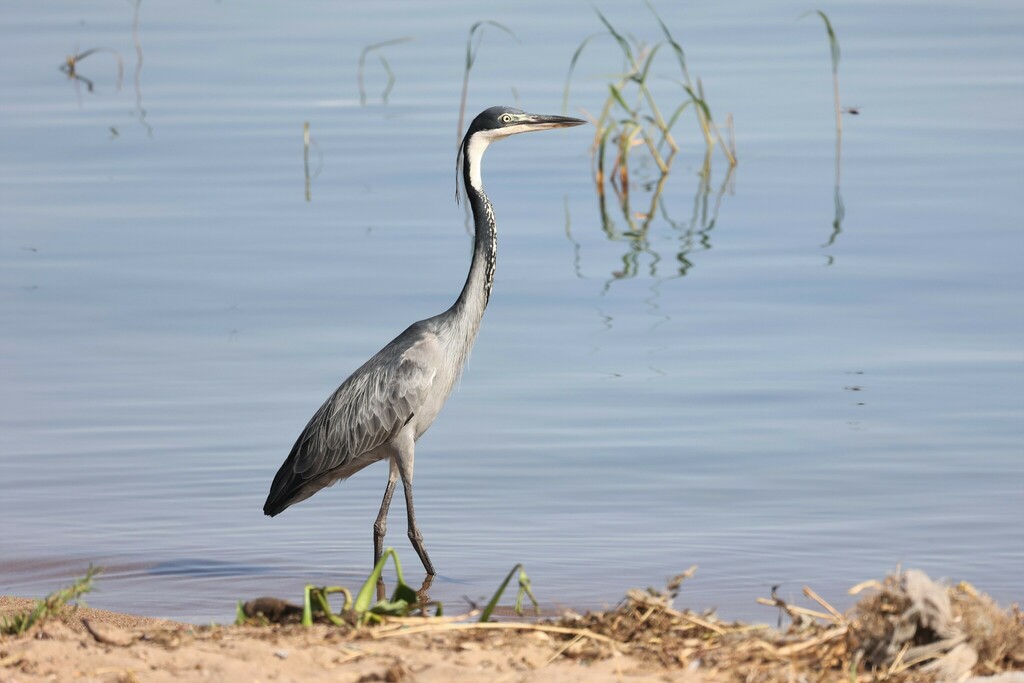 Black-headed Heron