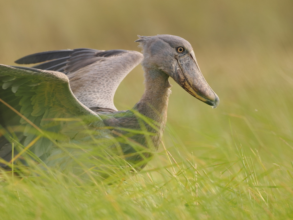 Shoebill