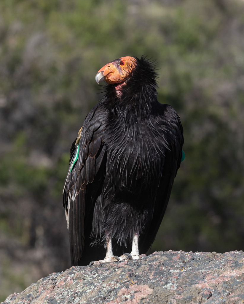 California Condor