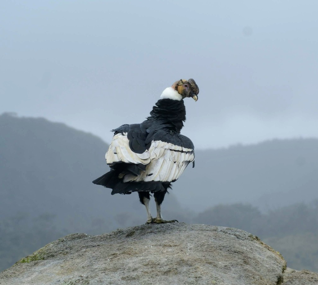 Andean Condor