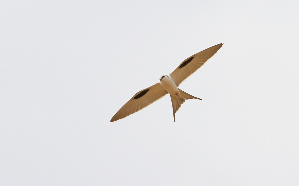 Scissor-tailed Kite