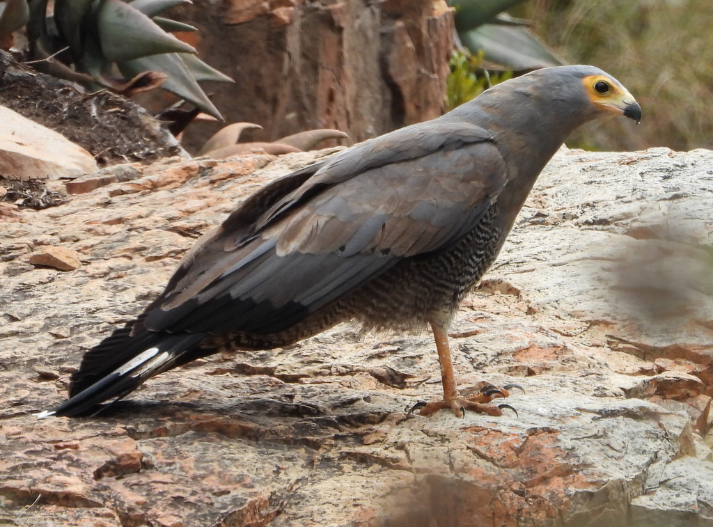 African Harrier-Hawk