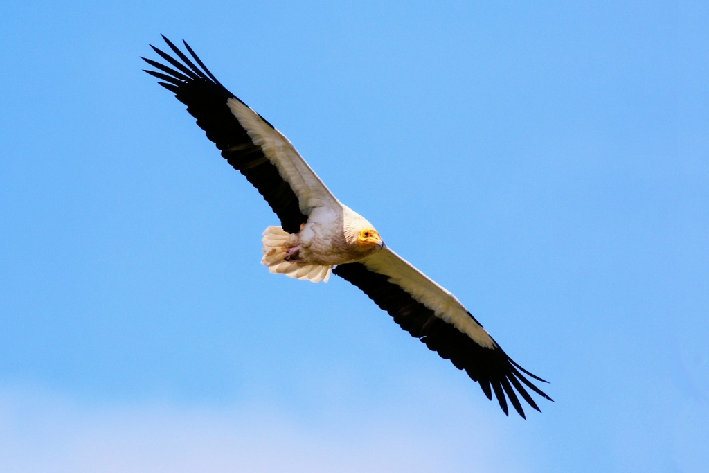 Egyptian Vulture