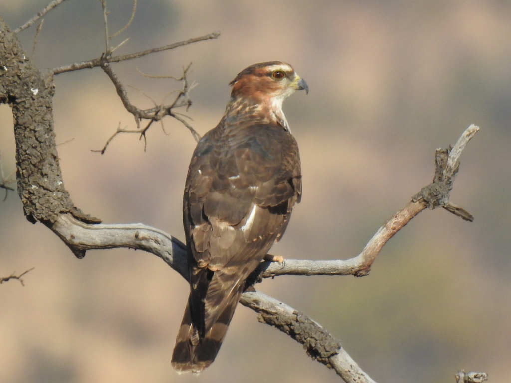 African Cuckoo-Hawk