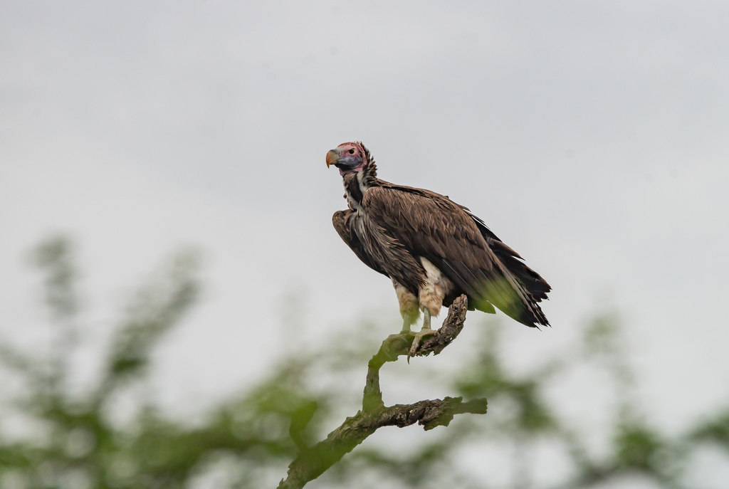 Lappet-faced Vulture