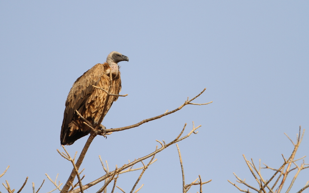 White-backed Vulture