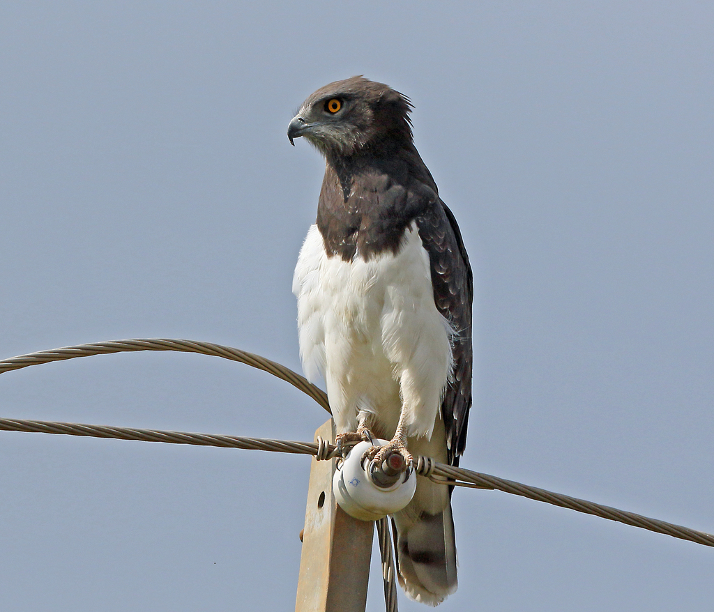 Black-chested Snake Eagle