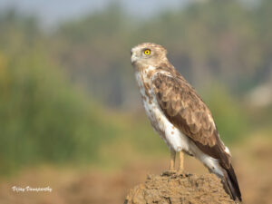 culebrera europea