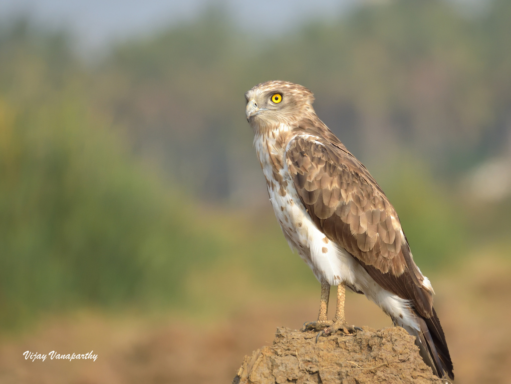 Short-toed Snake Eagle