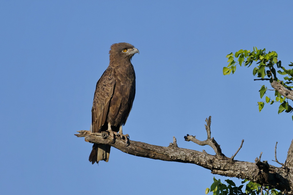 Brown Snake Eagle