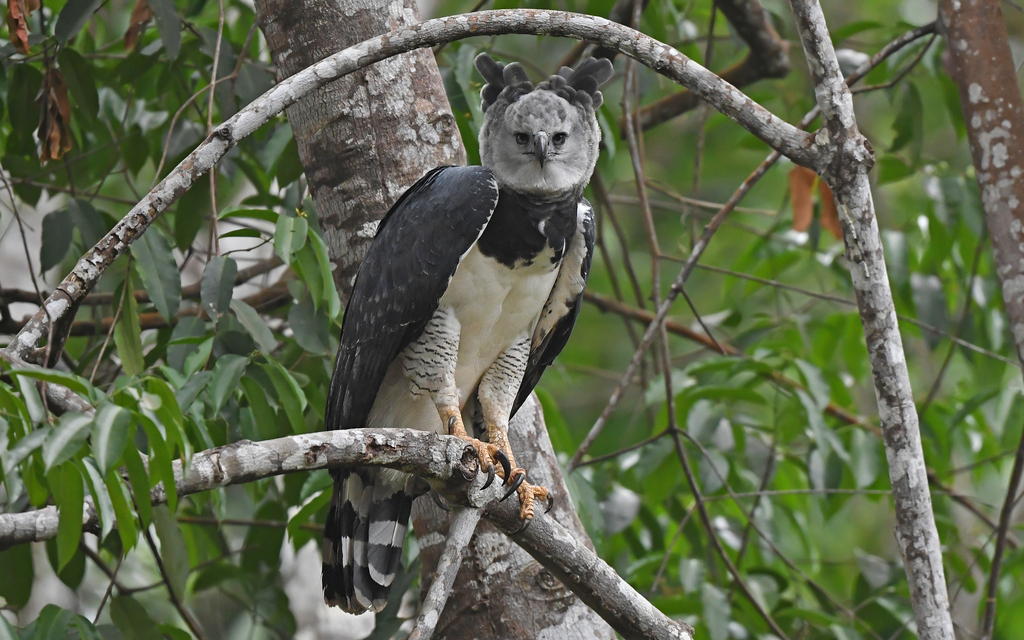 Harpy Eagle